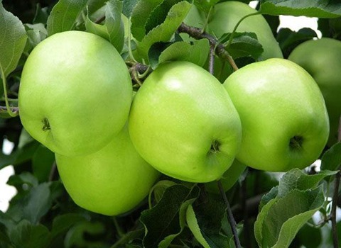 https://shp.aradbranding.com/قیمت خرید سیب سبز گرنی اسمیت با فروش عمده